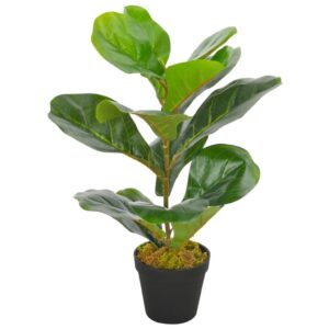 Mega Shop XL Feigenbaum Ficus carica Ficusbaum Geigenfeige Dekopflanze