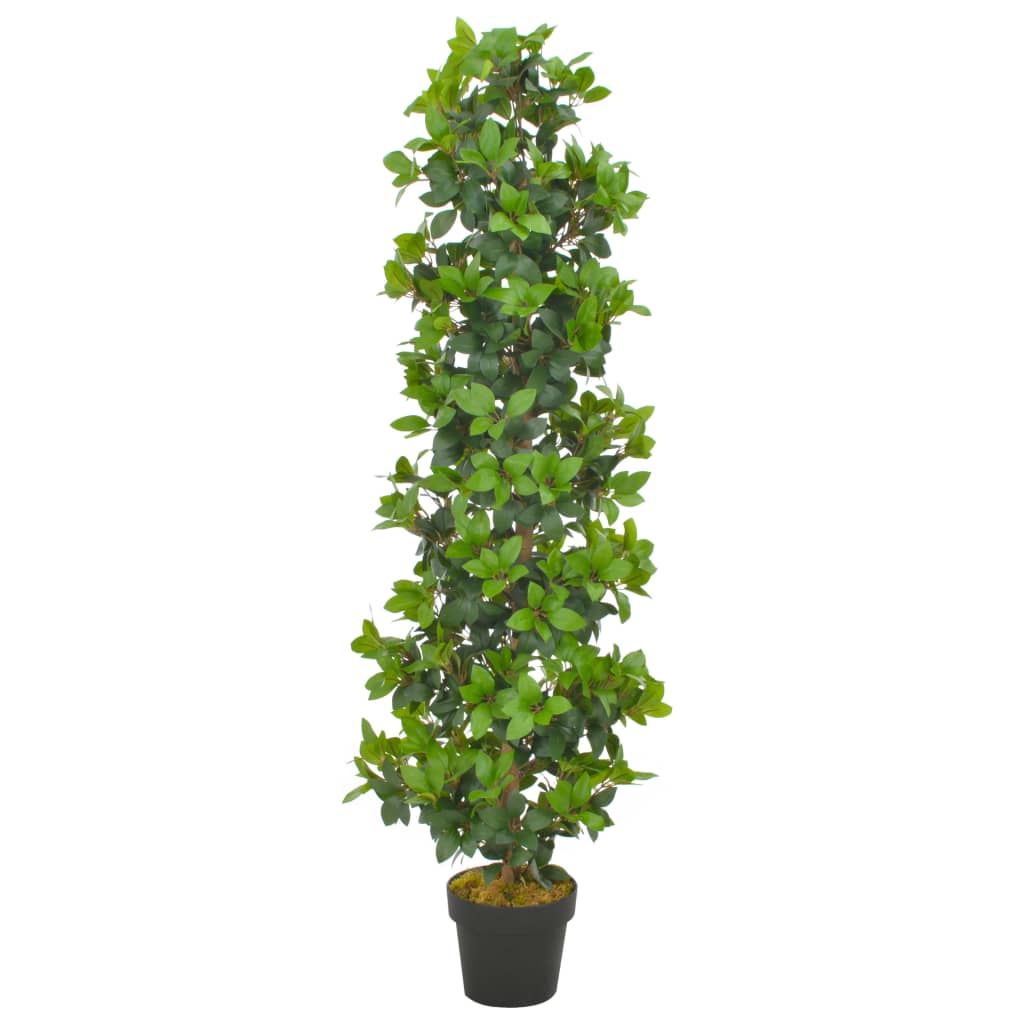 Lebensechter Lorbeerbaum Laurus nobilis Grünpflanze Gewürzpflanze im Topf
